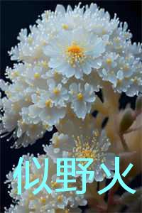 似野火